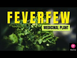 The Healing Power of Feverfew Benefits, Uses, and Side Effects Explained | Blissed Zone