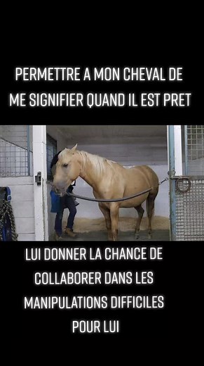 #horsecare #équin #comportement #renforcementpositif #positivereinforcementhorsetraining #cheval