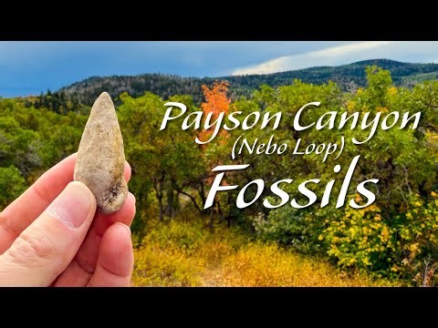 Rockhounding, Cutting, and Polishing Fossil Shells in Payson Canyon (Nebo Loop)