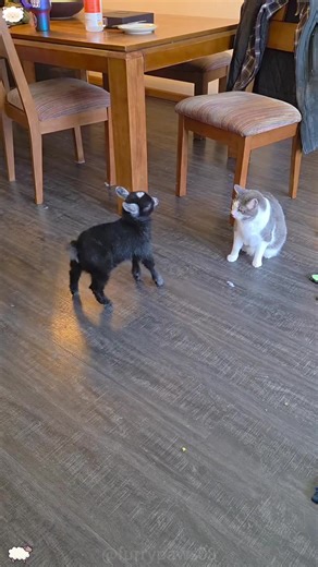Adorable Baby Goat and Cat Duo You'll Love