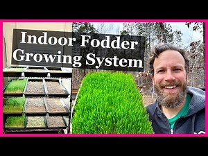 Barley Fodder - The Perfect Livestock Feed Supplement?