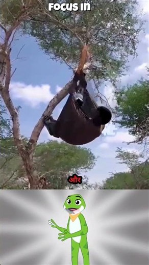 How Nomadic Herders Test Tree Structural Strength Before Sleeping High Above Predators! 🛠️⚡