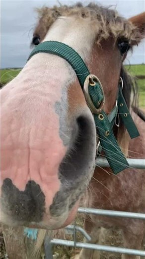 I went inside a Leprechaun forest