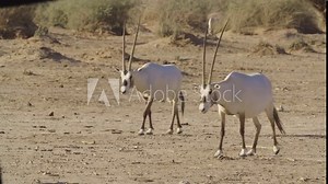 Arabian Oryx or white oryx (Oryx leucoryx) Grazing in wildlife reintroduction reserve