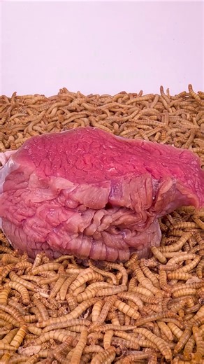 10 000🐛 Mealworms vs. Meat🥩#Timelapse #Mealworms | WormLapse