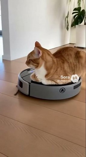 Cat Riding a Robot Vacuum 😹🐱 Lazy Cat Letting the Vacuum Clean the Floor