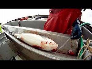 Commercial Salmon Trolling on the F/V Princess