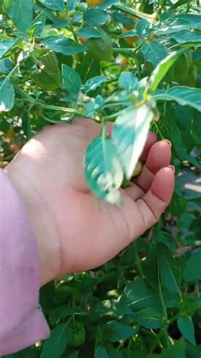 đang trên đường đi làm gặp cảnh này thích quá na #yuotnie