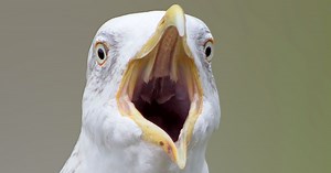 Seagull attack leaves dog with serious injuries