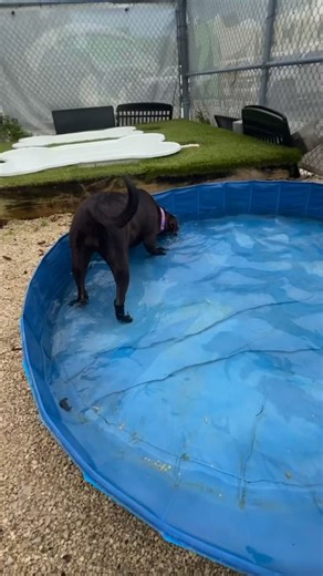 Meet Halo! She is a 5-month-old Labrador Retriever Mastiff mix and as...