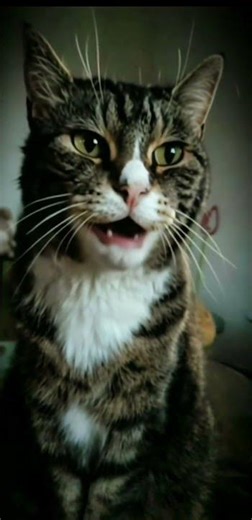 Bruno Mars – Risk It All | mein Kater singt 🐱 AI Cat Cover