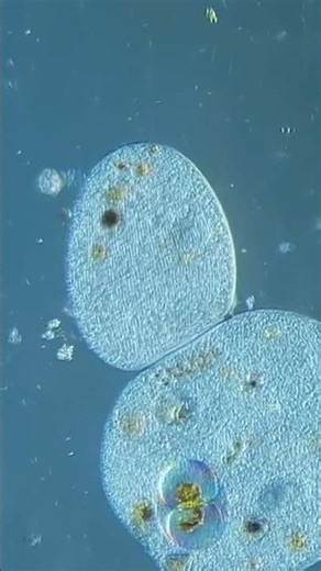 Organic Light Bloom #naturescience #tinyworlds