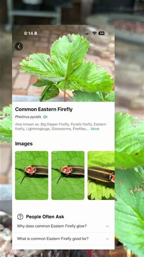 Fireflies are going extinct - identify before you eradicate!