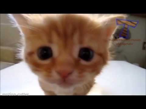 Katzenvideo - Süße Katzen