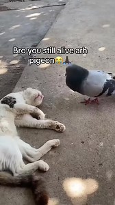Don Pollo Meme Compilation Highlights