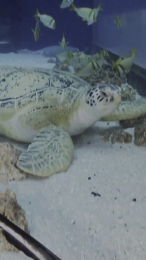 Georgia Aquarium on TikTok