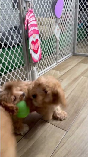 Playing with the Cavapoochon Puppies Available NOW
