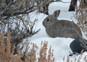 Why Scientists Are Chasing Adorable Pygmy Rabbits in the Desert