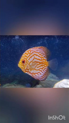 ✨My Fish✨