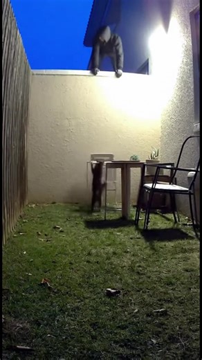 Cat Surprises Intruder in Backyard! Cat Surprises Intruder in Backyard! #fblifestyle #AI Generated using Kling AI . . . (For entertainment purposes only. Consult professionals if guidance on activities is presented. No brand affiliation is implied if any are shown. If inspired by true events, creative adaptations may be included. Content may include public footage.) | Tips & Tricks
