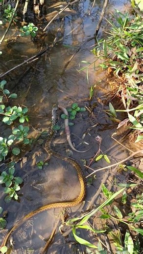 Snake Swallows an Eel in Seconds 😱