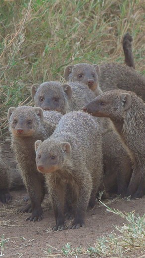 Tamara Guijt-Alberts on Instagram: "BANDED MONGOOSE The banded mongoose (Mungos mungo) is a mongoose commonly found in the central and eastern parts of Africa. It lives in savannas, open forests and grasslands. Banded mongooses are highly social animals that live in groups known as mobs or gangs, consisting of up to 40 members. #mongoose #tanzania #tanzania🇹🇿 #savanna #africa #wildlife #animals #nature_lovers #nature #serengeti #bandedmongoose #banded"