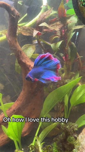 The Joy of Fishkeeping: Community and Care