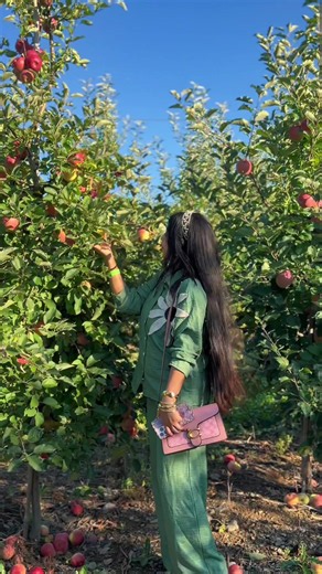 Apple picking in the USA