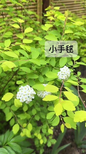 和風の小さな庭に咲く小さなお花 #ガーデニング #flowers