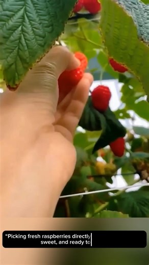 Fresh Raspberry Harvest 🍓