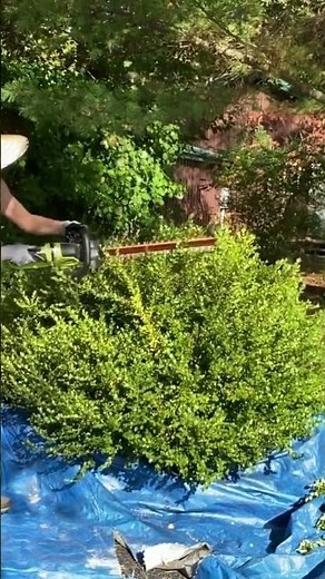 It's Not Too Late To Shape Your Boxwood Shrubs! #pruning #boxwood #hedges