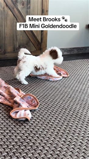 Meet Brooks: The Adorable F1B Mini Goldendoodle