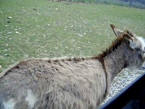 donkey running alongside the car