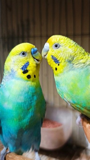 Beautiful Budgies ? singing Budgies birds sounds #shorts #birdshousevlogs #birdsounds #petbirds #pet