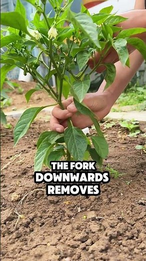 Secret revealed: prune your pepper plants the right way 🌶️🔥 #gardening #tips #grow