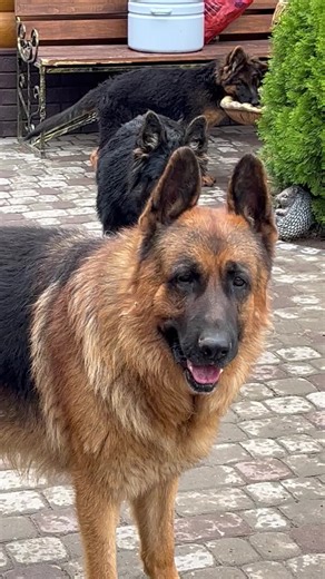 German Shepherd Dogs: Adult and Puppy Playtime