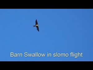 Barn Swallow in slow motion flight