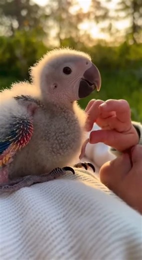 14K views · 380 reactions | This adorable baby mint scarlet macaw is full of charm and curiosity 列 From tiny movements to sweet baby sounds, every moment is pure cuteness. If you love colorful parrots and wholesome animal videos, this little one will make your day brighter ✨#BabyMacaw, #ScarletMacaw, #MintMacaw, #BabyParrot, #CuteMacaw, #MacawBaby, #ParrotLovers, #CuteBird, #ColorfulParrot, #ExoticBird, #PetBird, #BabyBird, #MacawLife, #ParrotVideo, #BirdLovers | Mark Lee | Facebook