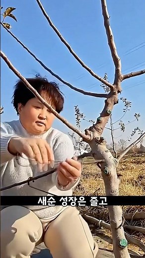 사과나무는 가지 각도 하나로 열매가 달라집니다! 놀라운 식물의 비밀