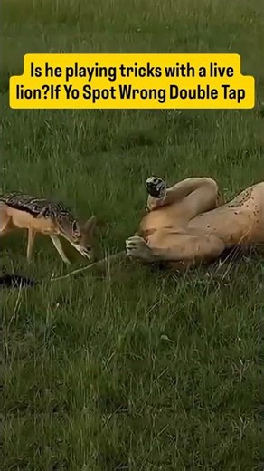 can You Spot What's Wrong Lion had ?#trending #wildanimals #wildlife #natureanimal #youtube #animals