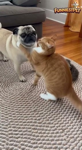 Aggressive Pug Tries To Scare Kitten... But Then Mother Cat Shows Up and does THIS! 😳