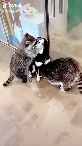 Playful Raccoons Interact with a Friendly Dog