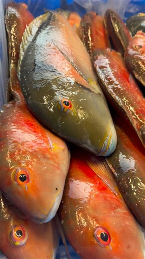 A mixed box of stunning line caught fish from our local reefs. Venus Tuskfish, Māori Cod and Eastern Pigfish. They eat just as good as they look! #australianseafood #visitbyronbay #northernriversfood | Michael's Seafood