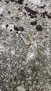 Planting some flowers today and found a bunch of these in the flower bed. Any idea what they are? | Heather Abraham