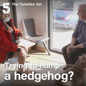 3K reactions · 636 shares | POV: You're a vet and think you've seen it all. Then in walks a dog with a sexual attraction to hedgehogs. 璉❤️ Stream The Yorkshire Vet on My5. | Channel 5 | Facebook