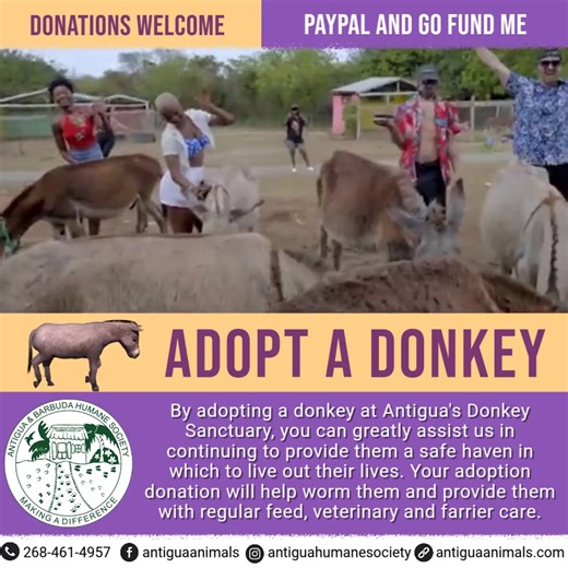 Yes, you can adopt a donkey from Antigua's Donkey Sanctuary! No, you can't take the adopted donkey home with you :-). But you will receive an email with a printable adoption certificate that includes the donkey's name. This makes a great birthday gift for an animal lover! By adopting one of the Sanctuary donkeys, you can greatly assist us in continuing to provide them a safe haven in which to live out their lives. Your adoption donation of US$30.00 will help to worm them and provide regular feed