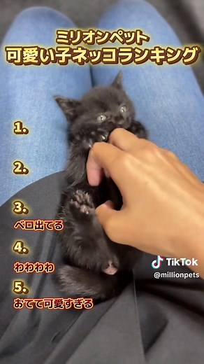 可愛いすぎる子猫ちゃんの動画まとめ