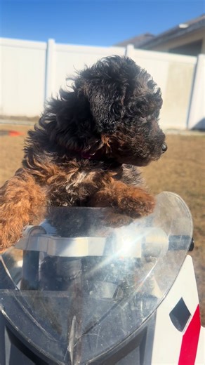 CuteLittleRabbit (@rabbits803)’s videos with chihuahuaslovers - teacup chihuahua puppies 🐶