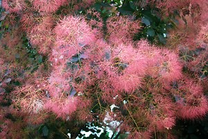 Cotinus