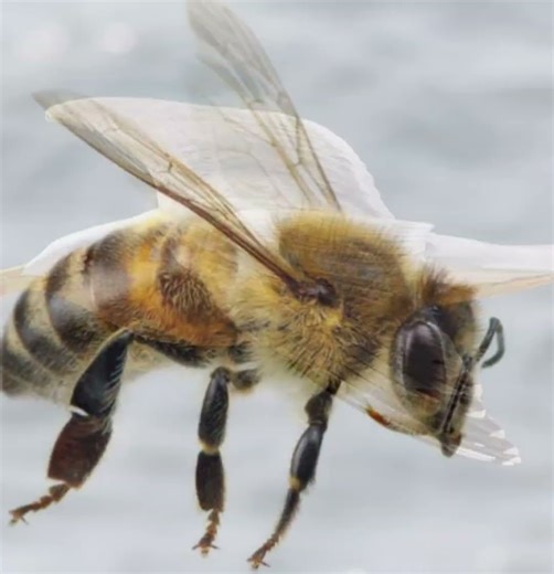 air creatures fighting